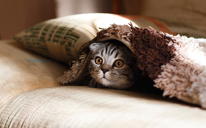 Cute kitten under blanket